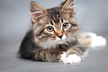 Kitten, animal, cat, pisici HD wallpaper
