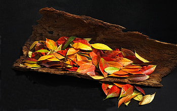 natural leaves, autumn, natural, leaves, tree HD wallpaper