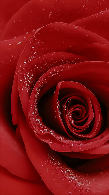 Drops, Flower, Macro, Rose Flower, Rose HD phone wallpaper