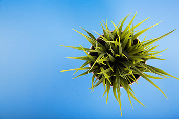 Plant Close Up, plants, graphy HD wallpaper