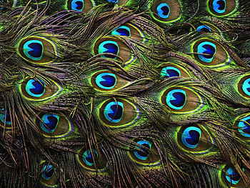 Peacock feathers, blue, feather, abstract, bird, art, green, peacock, beautyful HD wallpaper