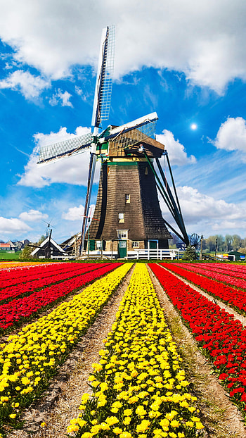 Tulip fields, Holland landscape, , Tulips HD phone wallpaper
