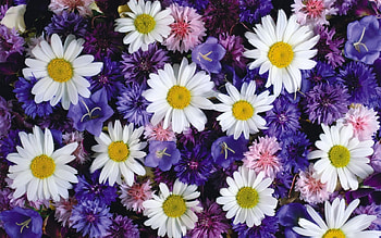 Plants, Flowers HD wallpaper
