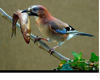Lunch, bird, fishing, catching, fish, small, luch HD wallpaper