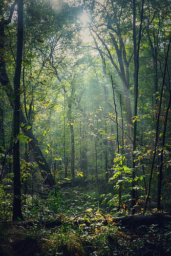 Nature, Trees, Beams, Rays, Forest, Sunlight HD phone wallpaper