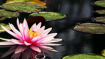 Lotus flower stock video, , Mesmerizing footage, Natural beauty HD wallpaper