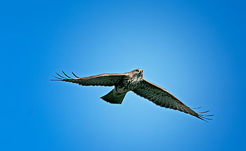Eagle In Sky, eagle, birds HD wallpaper