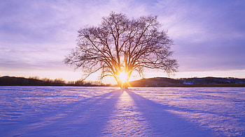 Winter Daybreak, Hokkaido, Japan, winter, daybreak, japan, sun, tree HD wallpaper