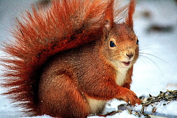 Adorable red squirrel captured outdoors in a snowy winter setting. HD wallpaper
