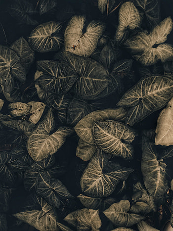 House plants, leaf HD phone wallpaper