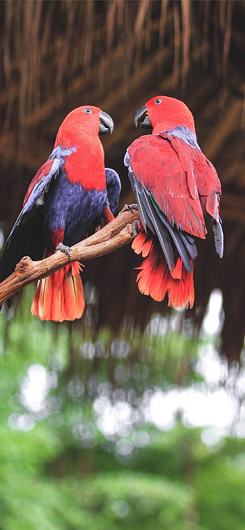 Best lovebirds, , Vibrant display, Avian elegance HD phone wallpaper