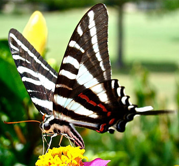 Butterfly, animal, wings, flower HD wallpaper