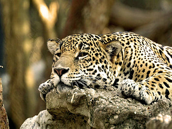 Animals, Leopard, Lie, To Lie Down, Muzzle, Predator HD wallpaper