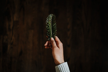Hand, Miscellanea, Miscellaneous, Branch, Needles, Christmas Tree HD wallpaper
