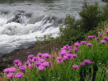 Landscape, Flowers, Rivers HD wallpaper