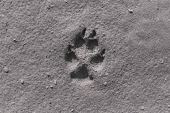 Sand, Miscellanea, Miscellaneous, Close-Up, Bw, Chb, Track, Trace, Paw HD wallpaper