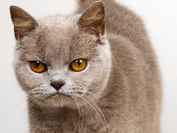 cat, angry, look, serious HD wallpaper