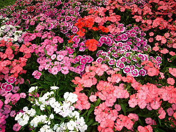 Flowers, Carnations, Beauty, Small, Different HD wallpaper