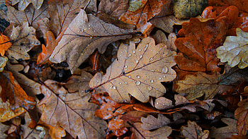 Closeup View Of Dry Fallen Leaves Drops graphy graphy HD wallpaper
