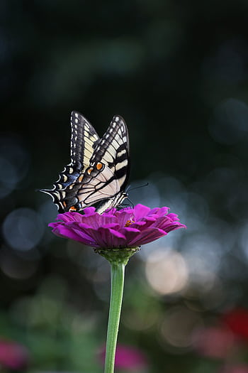 A striking butterfly perches delicately on a vibrant purple flower, showcasing nature's elegance. HD phone wallpaper