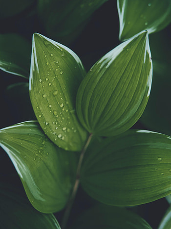 Water, Leaves, Drops, Macro, Wet, Hosta, Host HD phone wallpaper