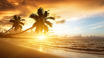 Beach , Ocean sunset, Palm trees, Vacation journey HD wallpaper