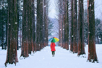 Winter Forest Walk, umbrella, Girl, forest, with, winter HD wallpaper