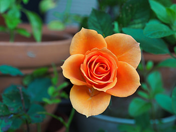 Flowers, Macro, Rose Flower, Rose, Petals, Bud HD wallpaper