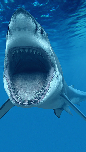 Shark underwater, Best diving sites HD phone wallpaper