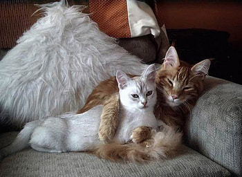 Cat love sweet embrace, sweet, animal, tender, kitten, embrace, love, cat HD wallpaper