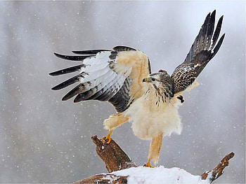 Eagle in Nest, beautiful, in nest, eagle HD wallpaper