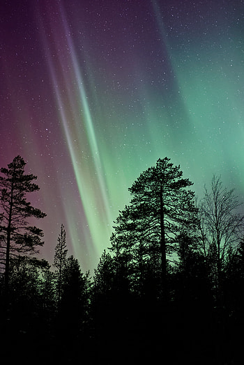 Nature, Trees, Starry Sky, Northern Lights, Aurora Borealis HD phone wallpaper