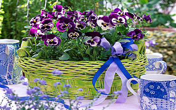 Viola Wittrockiana Pansy, table, still life, flowers, cup HD wallpaper