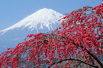 Japan Travels, Japan Sakura mountains HD wallpaper