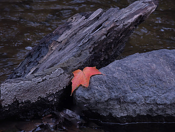 Autumn Leaf, Rock, graphy, Leaf, Nature, Autumn, River HD wallpaper