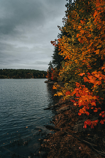 Nature, Trees, Autumn, Lake, Coast HD phone wallpaper