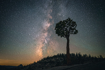 Silhouette, milky way, starry sky, tree HD wallpaper