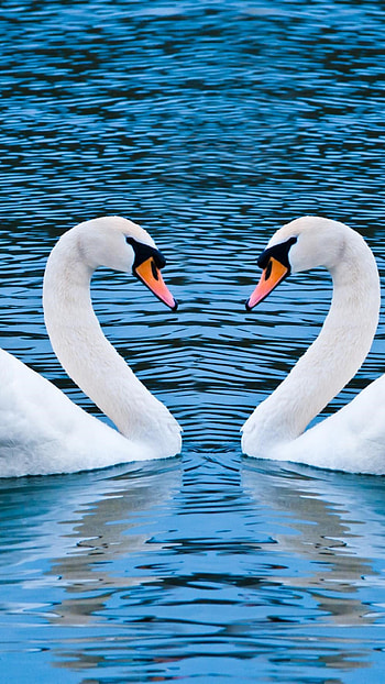 Couple, Swans HD phone wallpaper