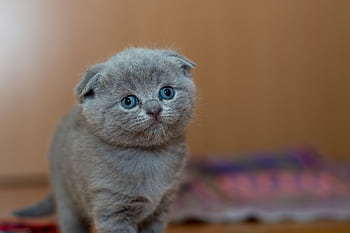 Cute Scottish Fold kitten with gray fur looking curiously indoors, perfect for pet lovers. HD wallpaper
