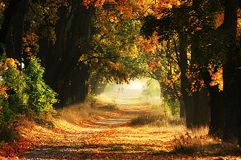 October Sunday, sunlight, colors, gold, orange, walkway, leaves, green, trees, forest HD wallpaper