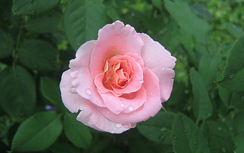 Plants, Flowers, Roses HD wallpaper