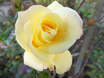 Flowers, Flower, Rose Flower, Rose, Petals, Bud HD wallpaper