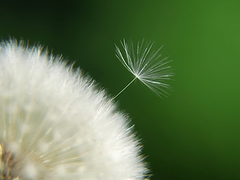 Plants, Flowers, Dandelions HD wallpaper