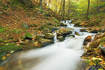 Forest Stream, beautiful, forest, , stream HD wallpaper