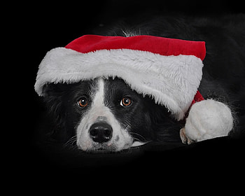 Waiting for Santa, dog, craciun, border collie, red, face, caine, santa, hat, christmas HD wallpaper