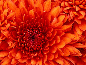 Chrysanthemum, fun, flower, cool, nature HD wallpaper