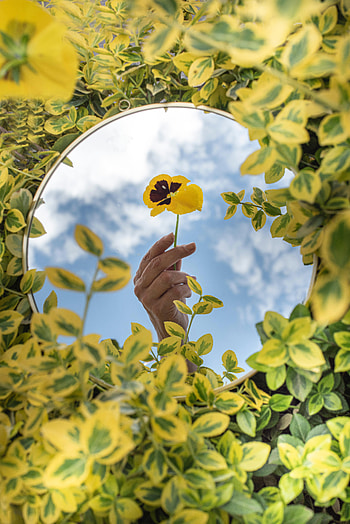 Leaves, Violet, Flower, Hand, Miscellanea, Miscellaneous, Mirror HD phone wallpaper