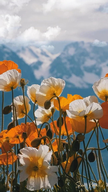 Wildflowers graphy, Nature illustration HD phone wallpaper
