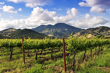 Rutherford winery, Napa Valley, Weinherz, Weingut atmosphere HD wallpaper