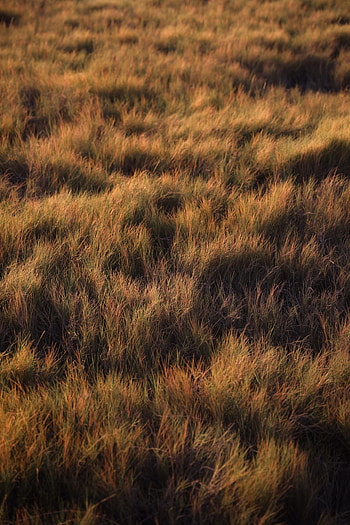 Nature, Grass, Plant, Field, Polyana, Glade HD phone wallpaper